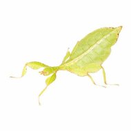 Phyllium giganteum PSG72 geel