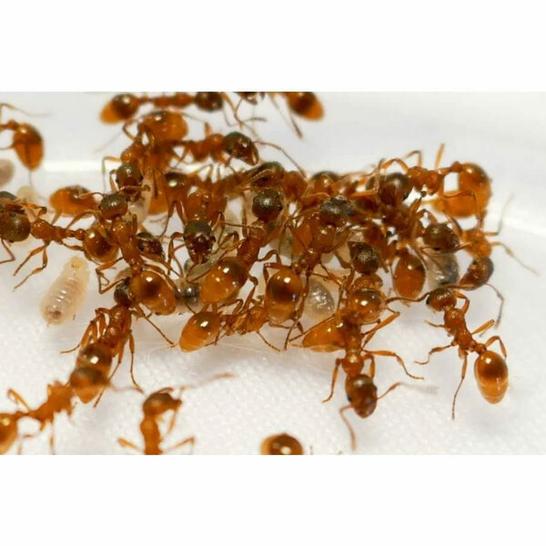Myrmica rubra 2 koninginnen en 90+ werksters