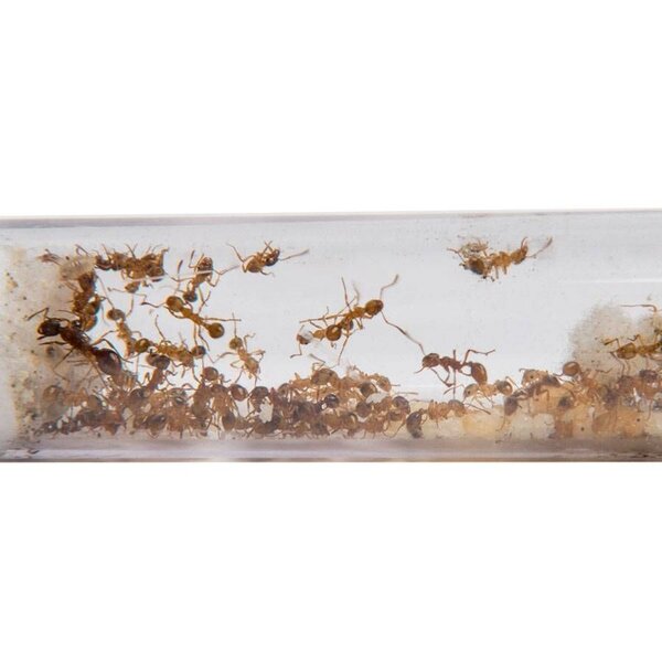 Myrmica rubra 2 koninginnen en 300+ werksters