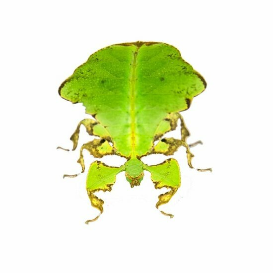 Wandelend blad - phyllium sp.